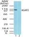 ArfGAP With GTPase Domain, Ankyrin Repeat And PH Domain 2 antibody, NBP2-24554, Novus Biologicals, Western Blot image 