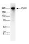 DNA-directed RNA polymerase II subunit RPB1 antibody, GTX60342, GeneTex, Western Blot image 