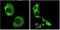 Autophagy And Beclin 1 Regulator 1 antibody, AP54764SU-N, Origene, Immunohistochemistry frozen image 