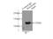 TELO2 Interacting Protein 1 antibody, 22381-1-AP, Proteintech Group, Immunoprecipitation image 