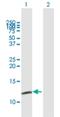 Mitochondrial Ribosomal Protein L54 antibody, H00116541-B01P, Novus Biologicals, Western Blot image 