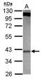 MTOR Associated Protein, LST8 Homolog antibody, PA5-30796, Invitrogen Antibodies, Western Blot image 