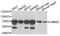 Lamin B2 antibody, orb247464, Biorbyt, Western Blot image 