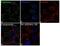 Catalase antibody, 702955, Invitrogen Antibodies, Immunofluorescence image 
