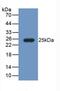 Fibulin 1 antibody, abx132113, Abbexa, Western Blot image 