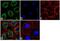 Anterior Gradient 2, Protein Disulphide Isomerase Family Member antibody, 720305, Invitrogen Antibodies, Immunofluorescence image 