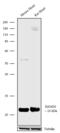 Th1 antibody, 720261, Invitrogen Antibodies, Western Blot image 