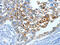 Mucin 15, Cell Surface Associated antibody, CSB-PA141618, Cusabio, Immunohistochemistry frozen image 
