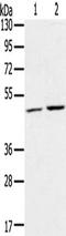 Ras Related GTP Binding C antibody, TA350376, Origene, Western Blot image 