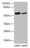 Nitric Oxide Synthase Trafficking antibody, CSB-PA818236LA01HU, Cusabio, Western Blot image 