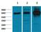 p65 antibody, MBS9400350, MyBioSource, Western Blot image 