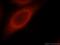 Striatin antibody, 21624-1-AP, Proteintech Group, Immunofluorescence image 