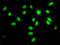 Splicing Factor 3a Subunit 2 antibody, H00008175-M01, Novus Biologicals, Immunofluorescence image 