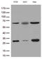 Polo Like Kinase 1 antibody, GTX83866, GeneTex, Western Blot image 