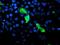 GTPase, IMAP Family Member 4 antibody, NBP2-45854, Novus Biologicals, Immunofluorescence image 