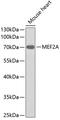 Myocyte Enhancer Factor 2A antibody, 13-299, ProSci, Western Blot image 