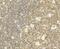 ALC1 antibody, A05749-1, Boster Biological Technology, Immunohistochemistry frozen image 