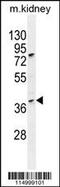Cyclin H antibody, 55-706, ProSci, Western Blot image 