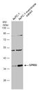 G Protein-Coupled Receptor 55 antibody, GTX129989, GeneTex, Western Blot image 