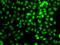 Lysine Methyltransferase 5A antibody, GTX33491, GeneTex, Immunofluorescence image 