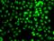 N-lysine methyltransferase SETD8 antibody, GTX33491, GeneTex, Immunofluorescence image 