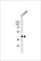 Septin 5 antibody, LS-C168970, Lifespan Biosciences, Western Blot image 