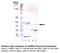 Calcium/Calmodulin Dependent Protein Kinase II Alpha antibody, LS-B3743, Lifespan Biosciences, Western Blot image 