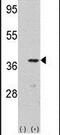 Cyclin Dependent Kinase 3 antibody, PA5-14443, Invitrogen Antibodies, Western Blot image 