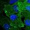 ENAH Actin Regulator antibody, NBP1-87914, Novus Biologicals, Immunofluorescence image 
