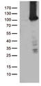 Tetratricopeptide Repeat Domain 7A antibody, LS-C799928, Lifespan Biosciences, Western Blot image 