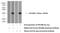 Cell Division Cycle 20B antibody, 13376-1-AP, Proteintech Group, Western Blot image 