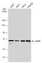 X-Ray Repair Cross Complementing 6 antibody, GTX70271, GeneTex, Western Blot image 