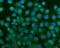 T-Complex 1 antibody, PB9826, Boster Biological Technology, Immunofluorescence image 