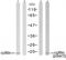 Cofilin 1 antibody, GTX12866, GeneTex, Western Blot image 