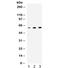 Non-POU Domain Containing Octamer Binding antibody, R32235, NSJ Bioreagents, Western Blot image 