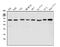 Lipoma-preferred partner antibody, A01240-3, Boster Biological Technology, Western Blot image 