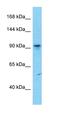 GA Binding Protein Transcription Factor Subunit Beta 1 antibody, orb333118, Biorbyt, Western Blot image 