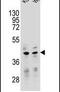 Transcription Factor B2, Mitochondrial antibody, PA5-23654, Invitrogen Antibodies, Western Blot image 