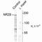 Glutamate receptor ionotropic, NMDA 2B antibody, 48-5200, Invitrogen Antibodies, Western Blot image 