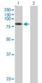 Transmembrane And Tetratricopeptide Repeat Containing 1 antibody, H00083857-B01P, Novus Biologicals, Western Blot image 