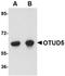 Ribosomal Protein S6 Kinase B2 antibody, orb6619, Biorbyt, Western Blot image 