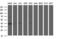 Apolipoprotein A5 antibody, LS-C338367, Lifespan Biosciences, Western Blot image 