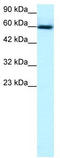 GA Binding Protein Transcription Factor Subunit Alpha antibody, TA330090, Origene, Western Blot image 