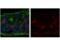 V-Set Immunoregulatory Receptor antibody, 23245S, Cell Signaling Technology, Immunofluorescence image 