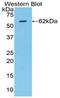 HIF1-alpha antibody, LS-C374087, Lifespan Biosciences, Western Blot image 