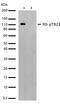 RB Transcriptional Corepressor 1 antibody, 701290, Invitrogen Antibodies, Western Blot image 