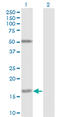 FUT2 antibody, LS-C197250, Lifespan Biosciences, Western Blot image 