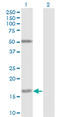 Fucosyltransferase 2 antibody, LS-C197250, Lifespan Biosciences, Western Blot image 