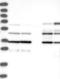 Caspase 4 antibody, NBP1-87681, Novus Biologicals, Western Blot image 