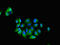Cell Adhesion Molecule 3 antibody, CSB-PA004427LA01HU, Cusabio, Immunofluorescence image 